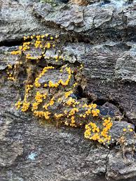 Attēlu rezultāti vaicājumam “Bactridium flavum”