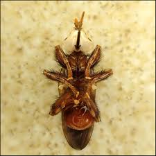 Attēlu rezultāti vaicājumam “Cabera pusaria male”