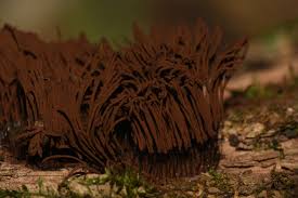 Attēlu rezultāti vaicājumam “Cribraria aurantiaca var. persoonii young”