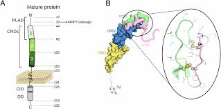 「アダムス・ティネル」の画像検索結果