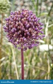 Attēlu rezultāti vaicājumam “Allium sativum”