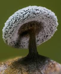 Attēlu rezultāti vaicājumam “Didymium verrucisporum macro”