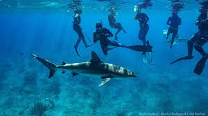 Image result for Carcharhinus perezii