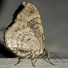 Attēlu rezultāti vaicājumam “Ecliptopera silaceata”