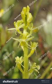 Attēlu rezultāti vaicājumam “Liparis loeselii flower”