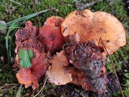 Attēlu rezultāti vaicājumam “Pycnoporellus fulgens”