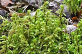 Attēlu rezultāti vaicājumam “Rhytidiadelphus”