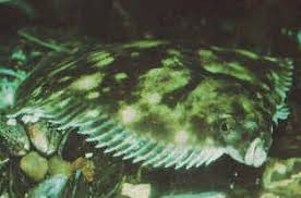 Image result for Platichthys flesus