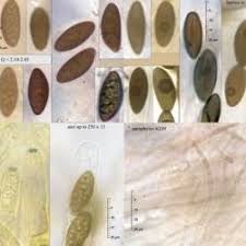 Attēlu rezultāti vaicājumam “Hypoxylon vogesiacum”