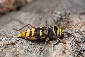 Attēlu rezultāti vaicājumam “Plagionotus detritus imago”