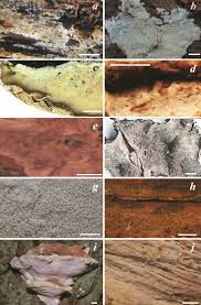 Attēlu rezultāti vaicājumam “Byssocorticium atrovirens”