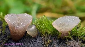 Attēlu rezultāti vaicājumam “Neobulgaria pura”