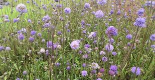 Image result for Succisa pratensis