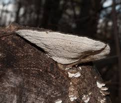 Attēlu rezultāti vaicājumam “Trametes suaveolens”