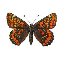 Attēlu rezultāti vaicājumam “Euphydryas maturna larva”