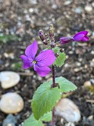Attēlu rezultāti vaicājumam “Lunaria annua flower”