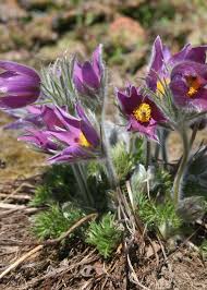 Attēlu rezultāti vaicājumam “Pulsatilla patens leaf”
