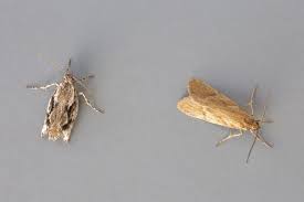 Attēlu rezultāti vaicājumam “Diurnea lipsiella”