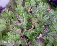 Attēlu rezultāti vaicājumam “Riccia rhenana”