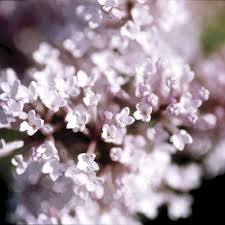 Attēlu rezultāti vaicājumam “Badhamia lilacina sessile”