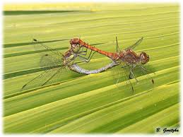 Attēlu rezultāti vaicājumam “Sympetrum sanguineum male”