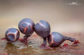 Attēlu rezultāti vaicājumam “Cribraria argillacea young”