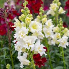 Attēlu rezultāti vaicājumam “Antirrhinum majus flower”