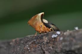 Attēlu rezultāti vaicājumam “Membracidae”