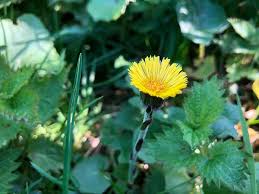 Attēlu rezultāti vaicājumam “Taraxacum officinale aggr. leaf”