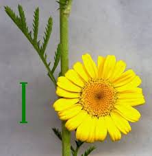 Attēlu rezultāti vaicājumam “Anthemis tinctoria flower”