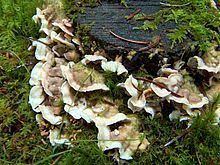 Attēlu rezultāti vaicājumam “Skeletocutis carneogrisea”