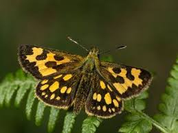 Attēlu rezultāti vaicājumam “Carterocephalus silvicolus”