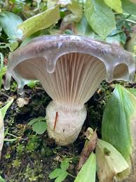 Attēlu rezultāti vaicājumam “Gomphidius glutinosus”