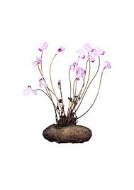 Image result for Cyclamen persicum