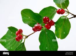 Attēlu rezultāti vaicājumam “Lonicera xylosteum fruit”