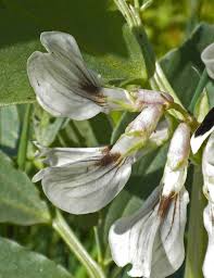 Attēlu rezultāti vaicājumam “Vicia faba flower”