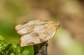 Attēlu rezultāti vaicājumam “Pandemis cerasana”