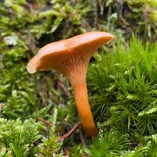 Attēlu rezultāti vaicājumam “Hygrophoropsis aurantiaca”