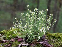 Attēlu rezultāti vaicājumam “Cardaminopsis arenosa flower”