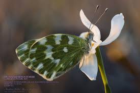 Attēlu rezultāti vaicājumam “Pontia edusa underside”