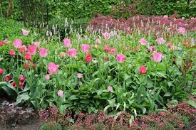 Attēlu rezultāti vaicājumam “Bistorta major”