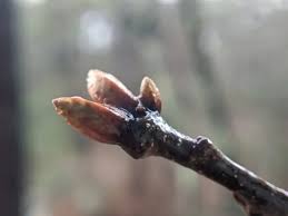Attēlu rezultāti vaicājumam “Quercus rubra bud”