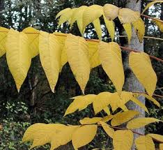 Attēlu rezultāti vaicājumam “Juglans cinerea leaf”