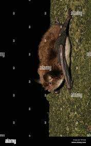 Attēlu rezultāti vaicājumam “Myotis daubentonii”