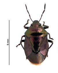 Attēlu rezultāti vaicājumam “Zicrona caerulea”