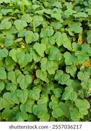 Attēlu rezultāti vaicājumam “Menispermum dauricum leaf”