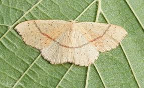 Attēlu rezultāti vaicājumam “Cyclophora punctaria”