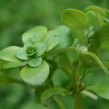 Attēlu rezultāti vaicājumam “Callitrichaceae”