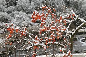 「柿の木利江」の画像検索結果