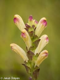 Attēlu rezultāti vaicājumam “Pedicularis sceptrum-carolinum leaf”